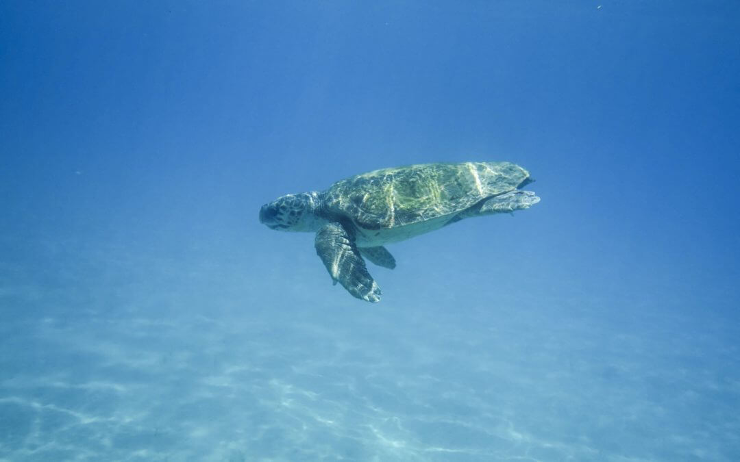 Mořské želvy Kareta – Zakynthos